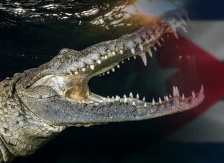 La foto de un cocodrilo de Cuba gana el Mangrove Photography Adward 2022