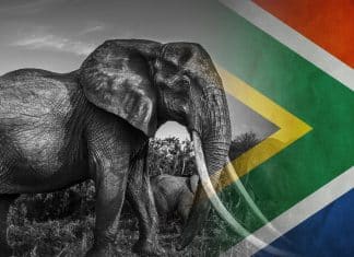 Muere la elefanta más grande de África