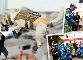 Muere Frida, la perra rescatista que salvó 12 vidas en una década