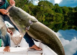 A giant prized fish helps save the rainforest in the Amazon.