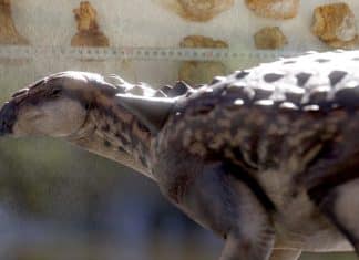 Nueva especie de dinosaurio “enano” descubierta en Argentina