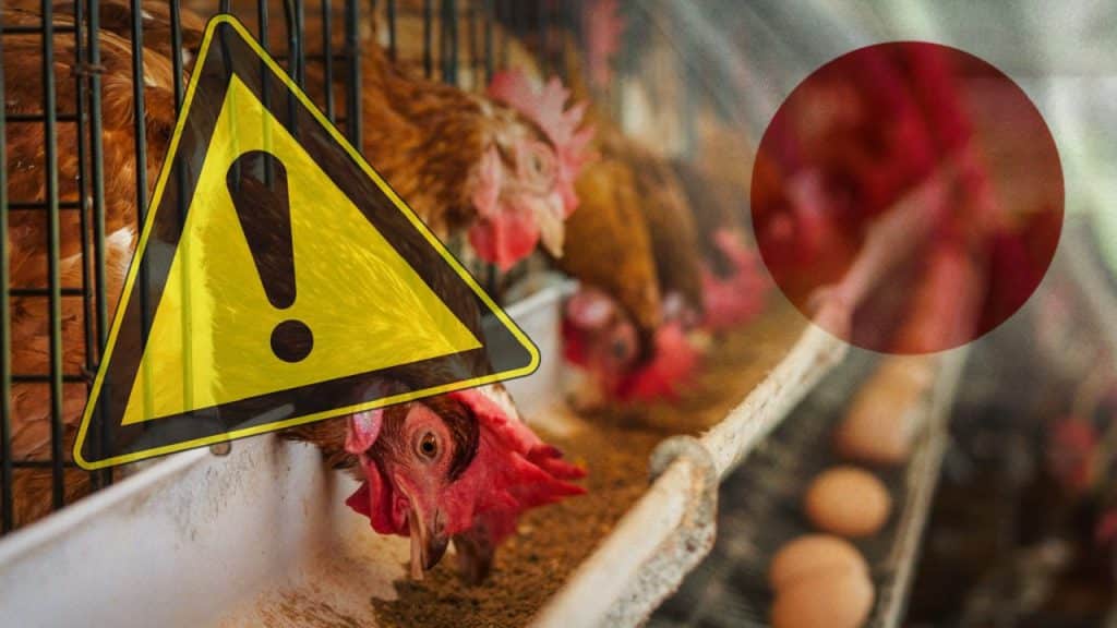 La temporada de infecciones por gripe aviar llego más temprano a Japón que la temporada de 2021