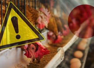 Alerta por brote de gripe aviar en Japón, deja 110 mil aves sacrificadas