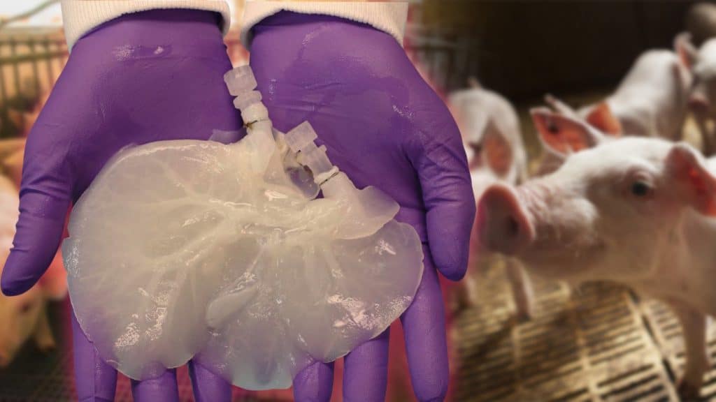 Una empresa de biotecnología de Estados Unidos ha anunciado el desarrollo de hígados humanos a partir de hígados de cerdos