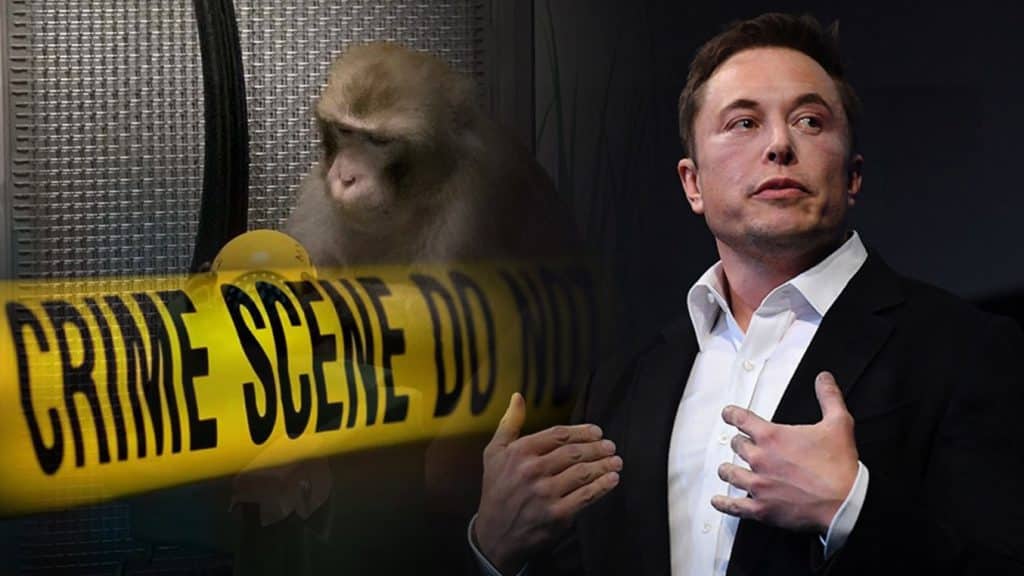 De acuerdo a los empleados de Neuralink, las muertes de animales son resultado de la constante presión de Elon Musk por acelerar las investigaciones.