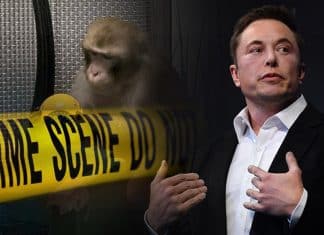 Inicia investigación a Neuralink de Musk, por sacrificio injustificado de animales