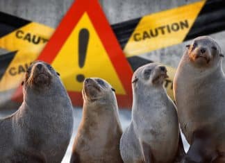 La muerte de 2,500 focas en el mar Caspio permanece en investigación