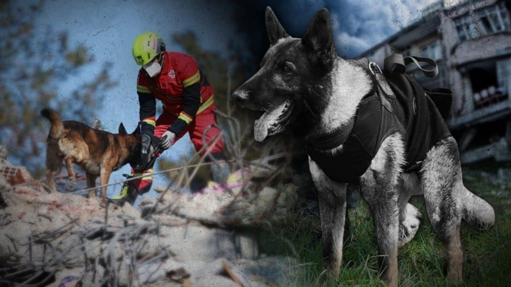 Luego del fallecimiento de Proteo, el perro rescatista mexicano, que murió en Turquía, su equipo rinde homenaje al can.