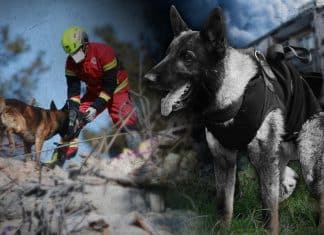 Rinden honores a Proteo, perro rescatista de México, que fallece en Turquía