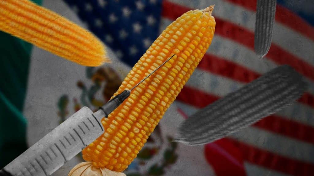 México y Estados Unidos en fuerte polémica por la prohibición del maíz transgénico