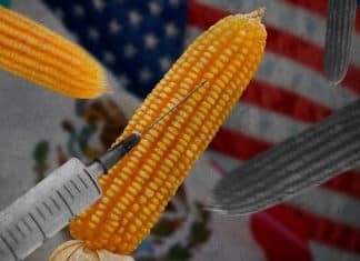 Prohibición de maíz transgénico desata controversia entre México y Estados Unidos