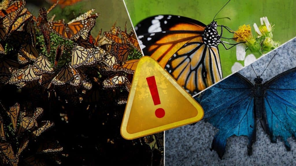 Científicos se encuentran alertas ante el peligro de extinción en el que se encuentran diversas especies de mariposa.