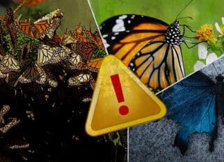 Mariposas en peligro de extinción ponen en alerta seguridad del ecosistema