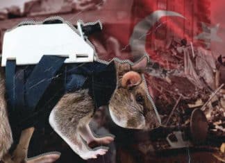 Escuadrón de ratas rescatistas localizarían sobrevivientes en Turquía