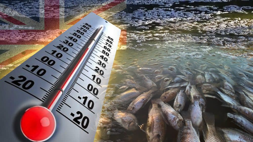 Heat wave in Australia has killed millions of fish