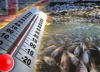 Heat wave in Australia has killed millions of fish Heat wave in Australia has killed millions of fish