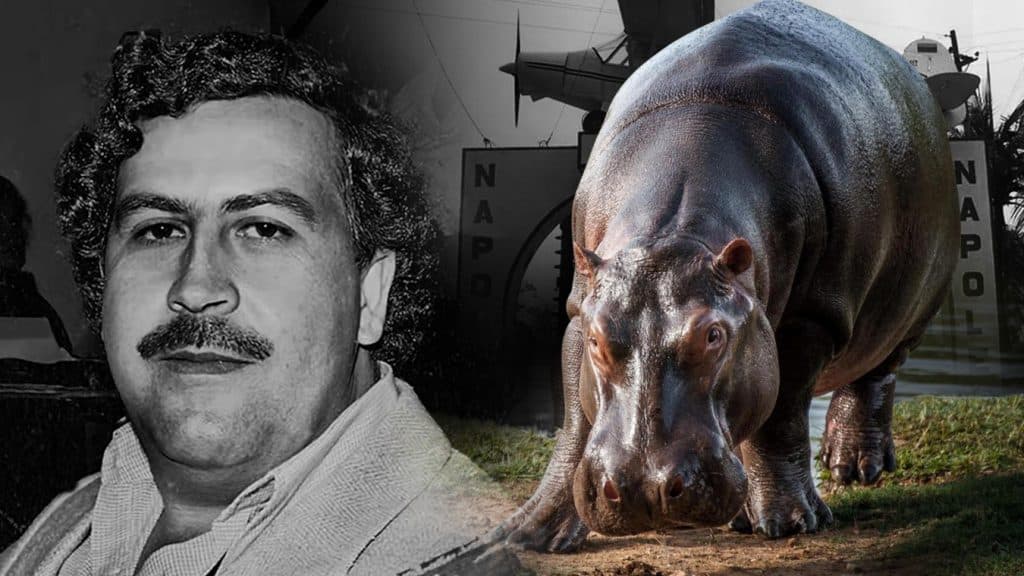 Los hipopótamos de Pablo Escobar serán reubicados por Colombia a parques y santuarios de México y la India