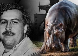 Colombia trasladará a México y la India a los polémicos hipopótamos de Pablo Escobar