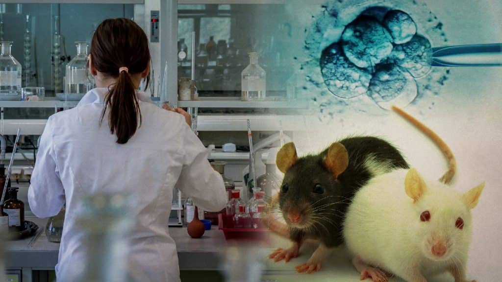 En Japón, científicos lograron dar vida a ratones provenientes de dos padres machos.  