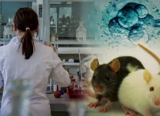 Científicos dan vida a ratones a partir de dos padres biológicos machos