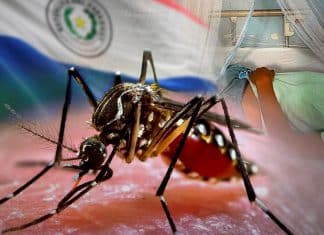 Grave epidemia de chikungunya afecta a Paraguay