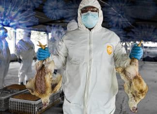 Nicaragua destaca en Centroamérica por su prevención ante la Gripe Aviar