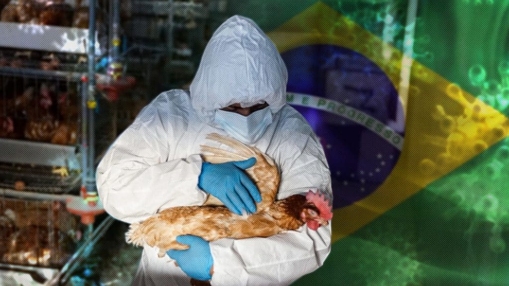 Brazil declares state of emergency due to avian influenza