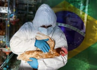 Brazil declares state of emergency due to avian influenza Brazil declares state of emergency due to avian influenza