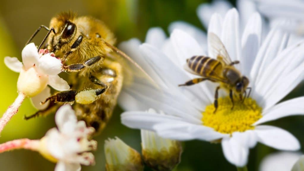 El 20 de mayo es el Día Mundial de las Abejas, los insectos que contribuyen a la seguridad alimentaria y biodiversidad