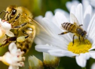 Día Mundial de las Abejas: ¿Cómo los polinizadores contribuyen a la seguridad alimentaria?