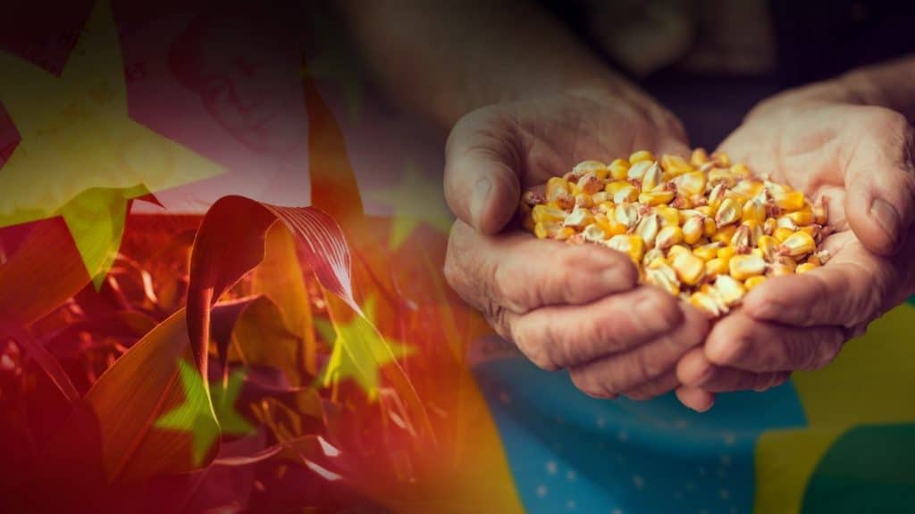 China opta por el maíz de Brasil, porque lo vende más barato y de mejor calidad que EEUU