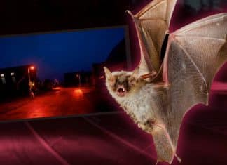 Ciudades nórdicas y su inusual técnica para proteger murciélagos