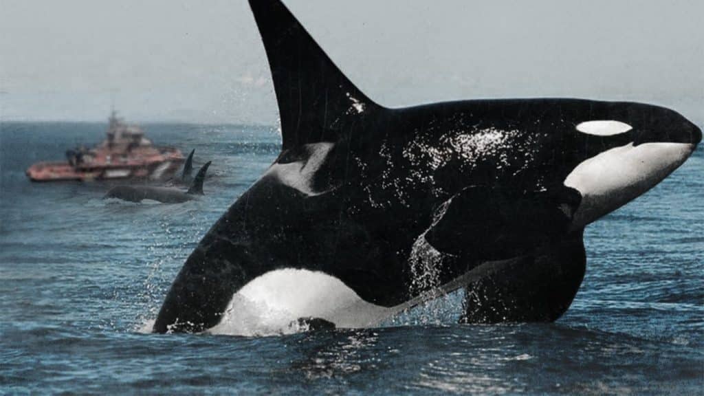 Orcas ibéricas atacan sistemáticamente embarcaciones en España y Portugal.