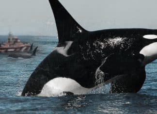 ¿Por qué Orcas atacan sistemáticamente embarcaciones de España y Portugal?