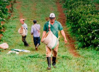 These are the forecasts for growth and progress of the agricultural sector in Nicaragua