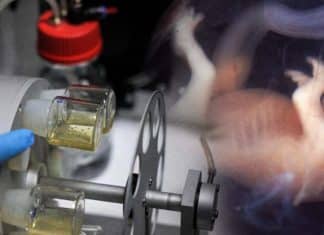 Científicos de EEUU y Reino Unido crean embriones humanos sintéticos