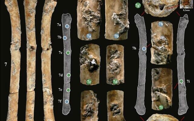 Fragmentos de siete flautas descubiertas en el norte de Israel de hace unos 12.000 años. Foto: Hamoudi Khalaily/IAA