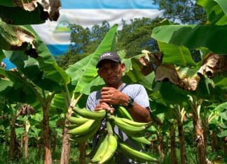 Estos son los pronósticos de crecimiento y avances del sector agrícola en Nicaragua