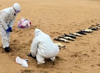 Aparecen miles de animales muertos en las playas de Uruguay