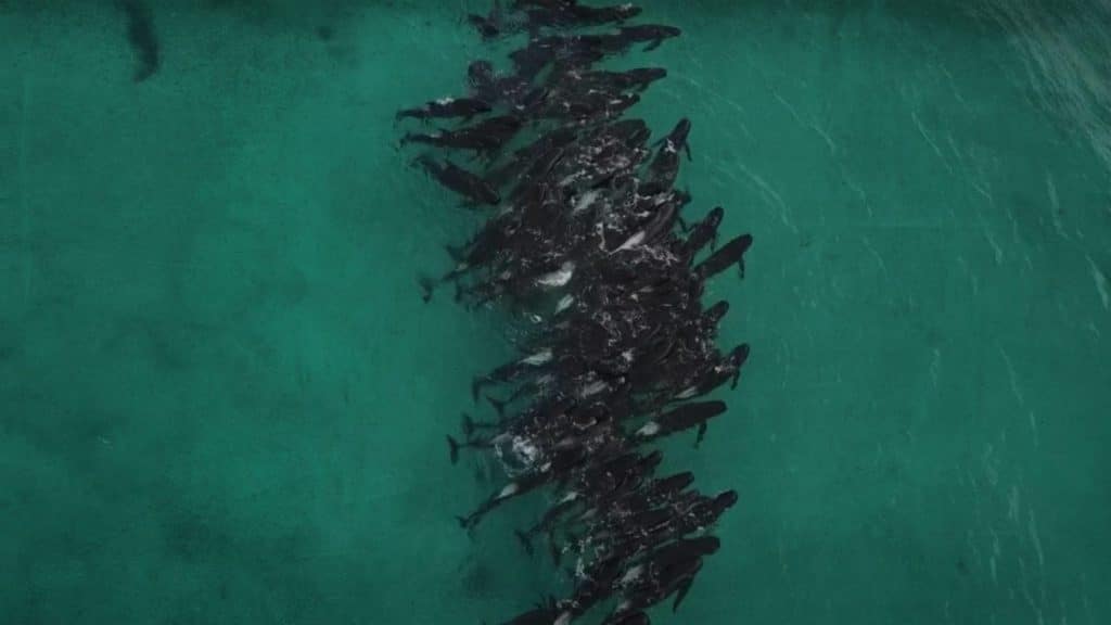 El Servicio de Parques y Vida Salvaje de Australia informó sobre el fallecimiento de decenas de ballenas.