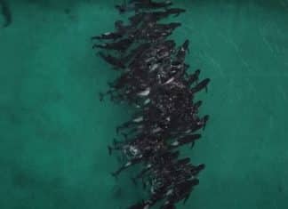 Casi un centenar de ballenas mueren varadas en Australia