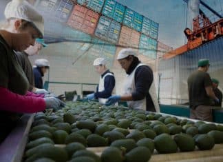 Exportaciones agroalimentarias de México rompen récords de tres décadas