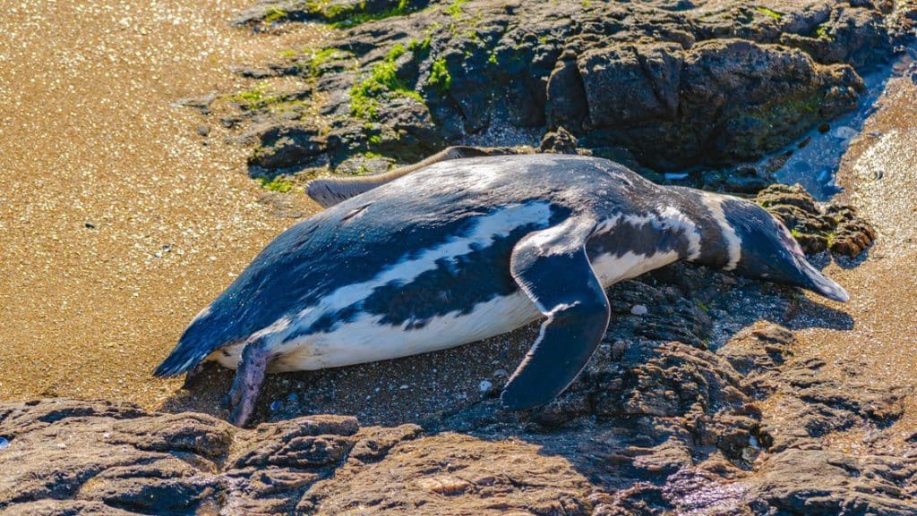 El Gobierno reporta hasta 2 mil pingüinos muertos en las costas de Uruguay. Foto: Caracol