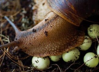 Nicaragua intercepts entry of giant African snail harmful to the ecosystem