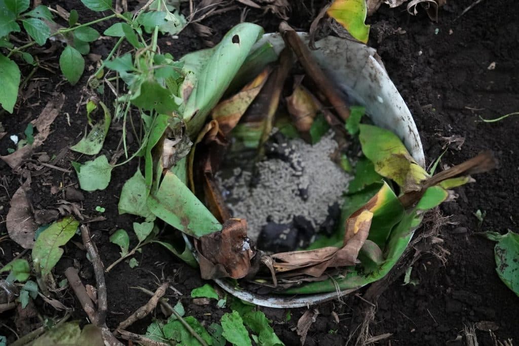  Bait used to attract snails, made from organic and metaldehyde material. Photo: JP+