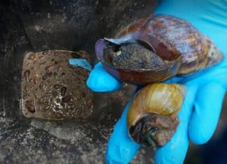 Así se eliminan los caracoles gigantes africanos perjudiciales al ecosistema