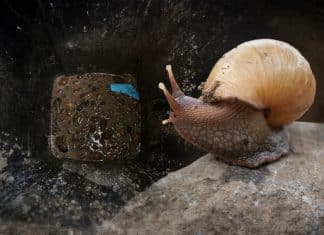 Eliminating Giant African Snails Damaging the Ecosystem