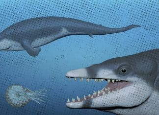 Científicos encuentran especie de ballena antigua extinta hace 41 millones de años