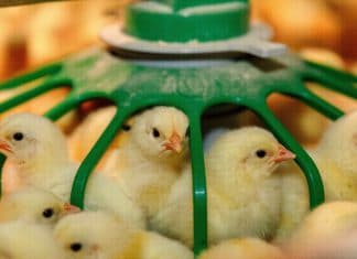 Producción avícola registra un importante crecimiento en Nicaragua