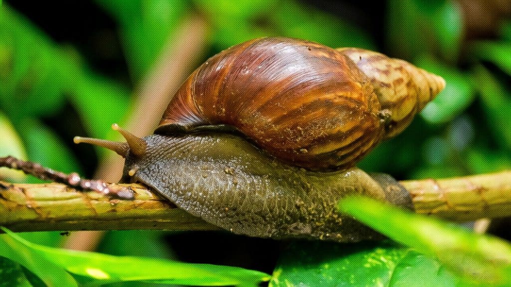 Nicaragua actúa rápidamente para prevenir la introducción del Caracol Gigante Africano.